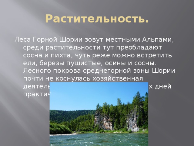 Растительность. Леса Горной Шории зовут местными Альпами, среди растительности тут преобладают сосна и пихта, чуть реже можно встретить ели, березы пушистые, осины и сосны. Лесного покрова среднегорной зоны Шории почти не коснулась хозяйственная деятельность, и они дошли до наших дней практически в первозданном виде. 