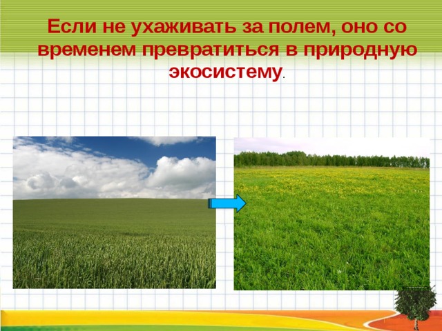 Поле ответы октябрь. Экосистема поля рисунок. Экосистема поля 3 класс. Экосистема поля 3 класс окружающий мир. Поле-экосистема ст.группа.