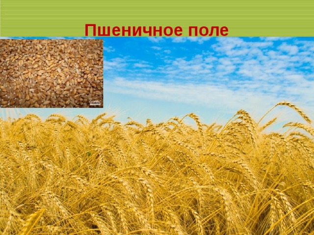 Агроценоз поля. Агроэкосистема пшеничного поля. Видовое разнообразие агроценоза пшеничного поля. Экосистема поле пшеницы. Поле искусственная экосистема.