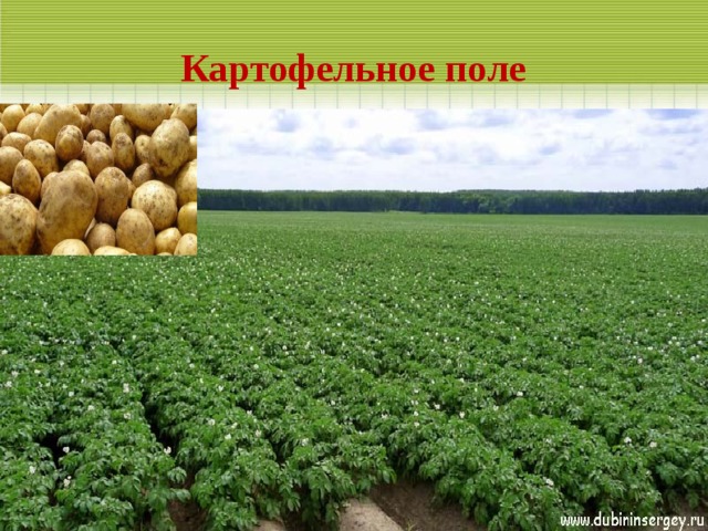 В агроэкосистеме картофельного поля в отличие. Агроэкосистема картофельного поля. Картофельное поле местоположения. Картофельных полей управление. Картофельное поле как экосистема.