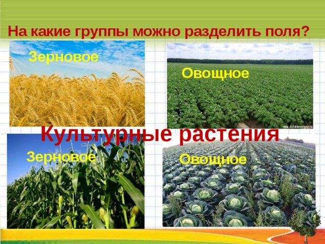 Деление в поле. Растения экосистемы поля. На какие группы можно разделить культурные растения. Культурные растения зерновые овощные технические. На какие группы можно разделить овощные растения.