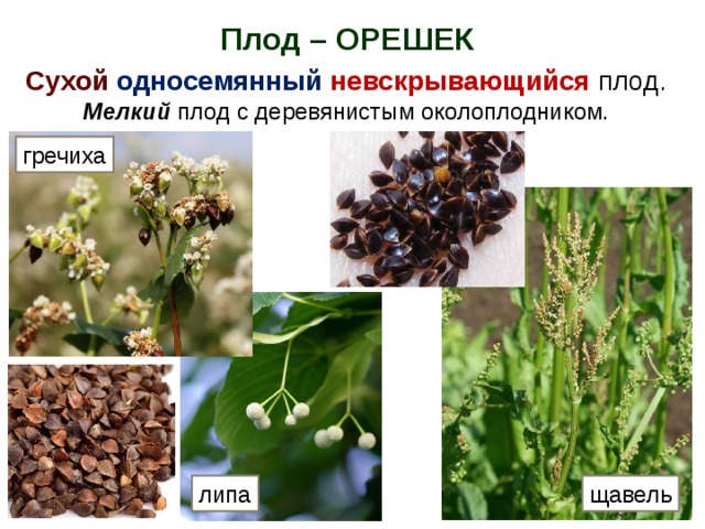 Околоплодник кустарник фото