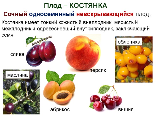 Какие плоды вам известны