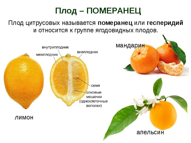 У отца есть 5 различных апельсинов. Померанец гесперидий. . Гесперидий (померанец) это плод. Померанец вид плода. Растения с плодом померанец.