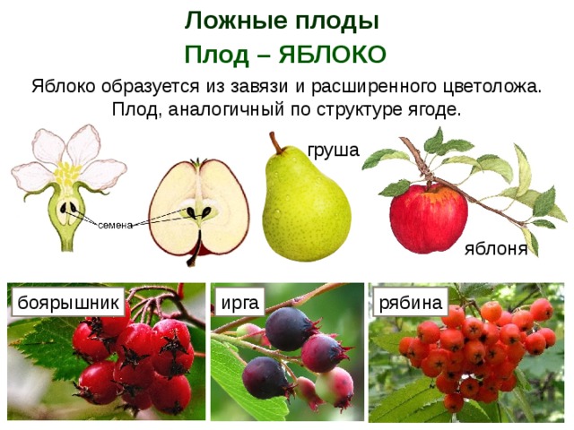Что является признаком плодов растений. Плод яблоко. Яблоко ложный плод. Растения с плодом яблоко. Яблоко плод яблони.