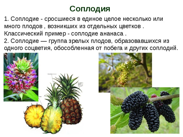 Простые плоды сложные плоды соплодия. Соплодие ананаса строение. Соплодие это в биологии 6 класс. Соплодия примеры плодов. Соплодия у растений.
