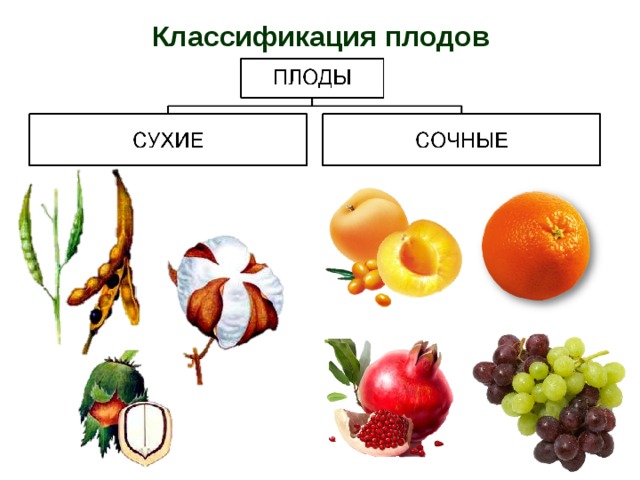 Плод строение плода классификация плодов. Классификация плодов сухие и сочные. Классификация плодов схема. Какой из перечисленных плодов является односеменным