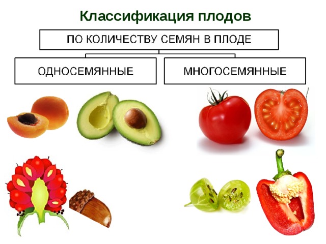 Коробочка многосемянный или односемянный плод