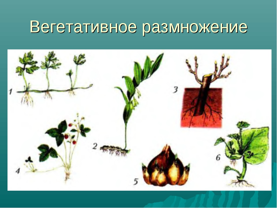 В чем заключается размножение в жизни растения. Рис 97 вегетативное размножение растений. Способ вегетативного размножения растений корневищами. Вегетативное размножение растений для детей. Вегетативное размножение растений рисунок.