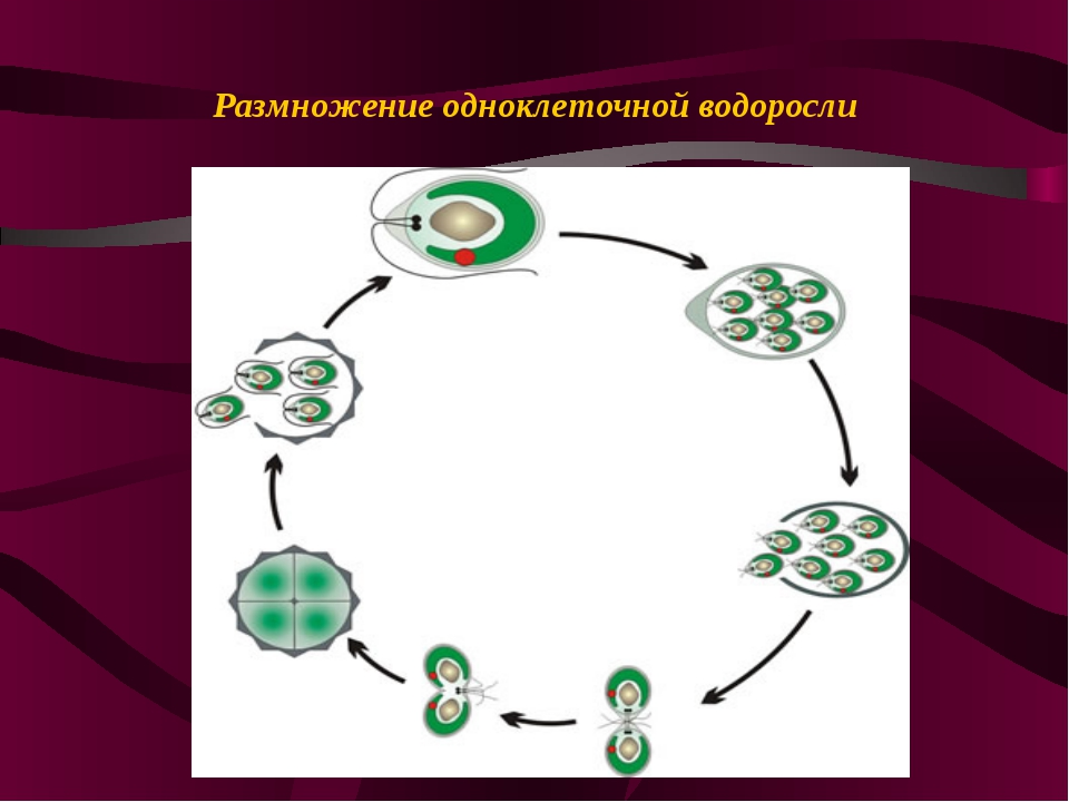 Схема размножения. Цикл развития одноклеточных организмов. Цикл размножения одноклеточных организмов. Размножение одноклеточных водорослей. Цикл развития одноклеточных водорослей.