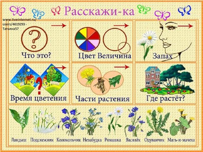 Развитие речи. Лексическая тема "Цветы".