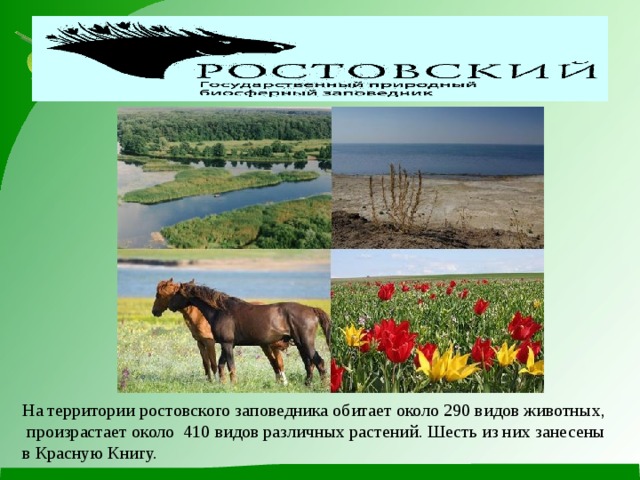 Природная зона ростова. Заповедники и национальные парки в Ростовской области. Доклад о Ростовской области Ростовский заповедник. Ростовский заповедник в Степной зоне России. Ростовский Степной заповедник 4 класс.