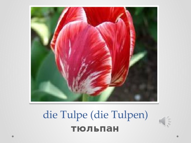  die Tulpe (die Tulpen) тюльпан 