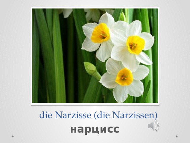  die Narzisse (die Narzissen) нарцисс 