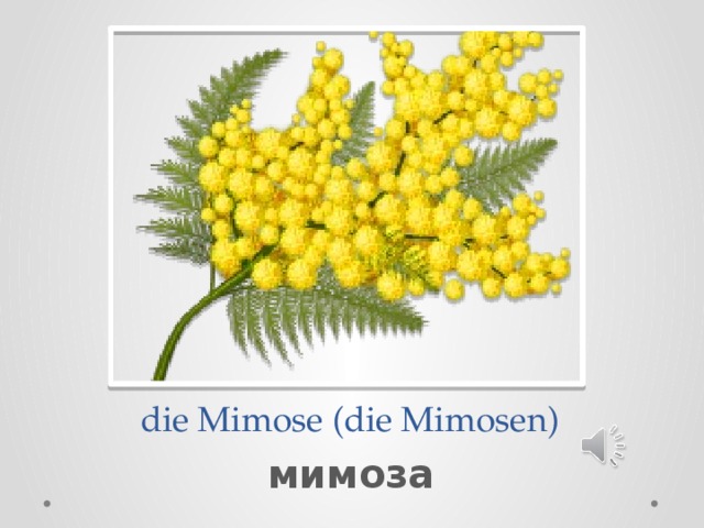  die Mimose (die Mimosen) мимоза 
