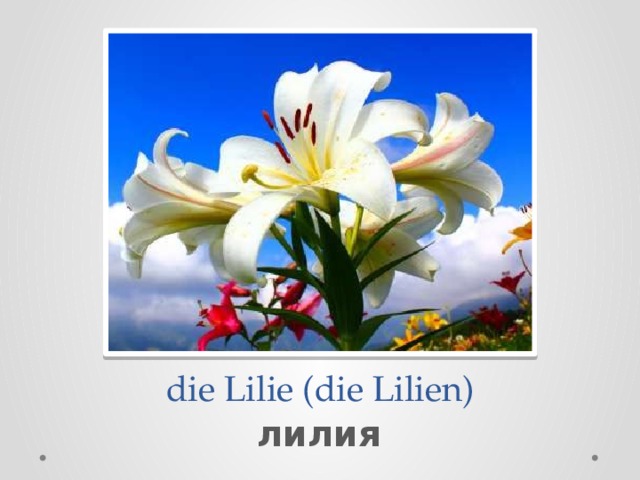  die Lilie (die Lilien) лилия 