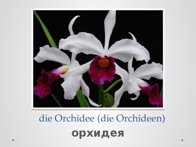  die Orchidee (die Orchideen) орхидея 