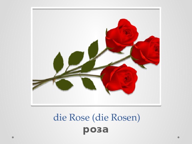  die Rose (die Rosen) роза 