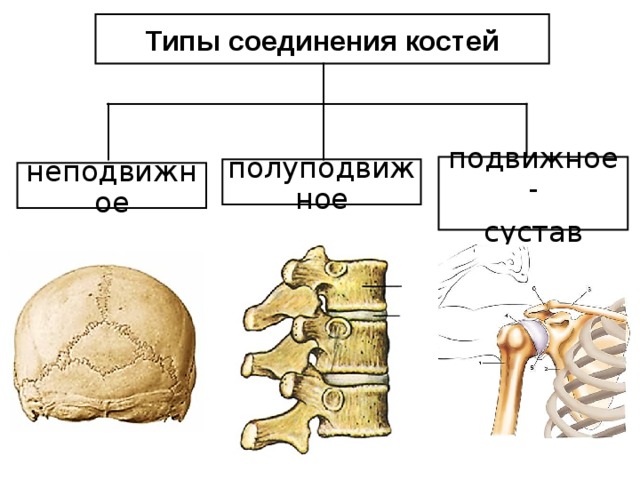 Виды соединения костей скелета