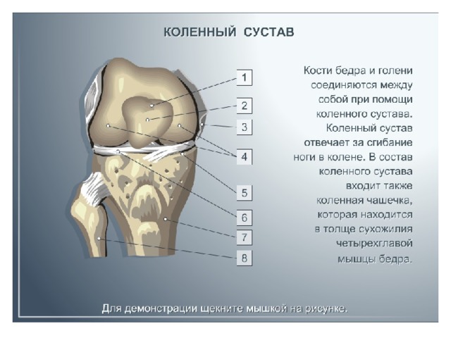 Фото коленного сустава человека с описанием костей