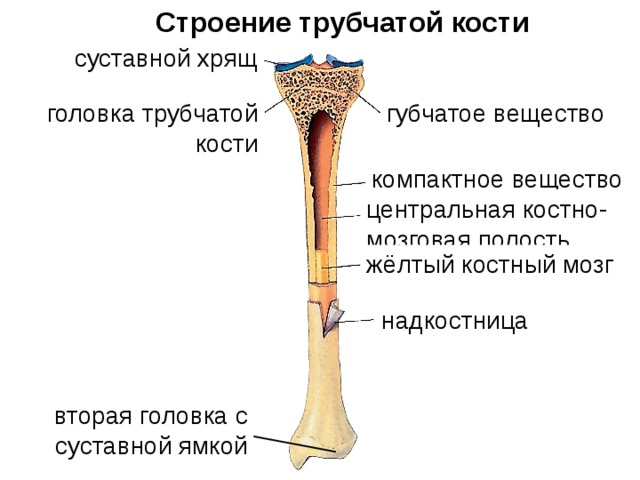 Схема кости. Строение длинной трубчатой кости. Строение трубчатых костей анатомия. Схема длинной трубчатой кости. Строение длинной трубчатой кости рисунок.