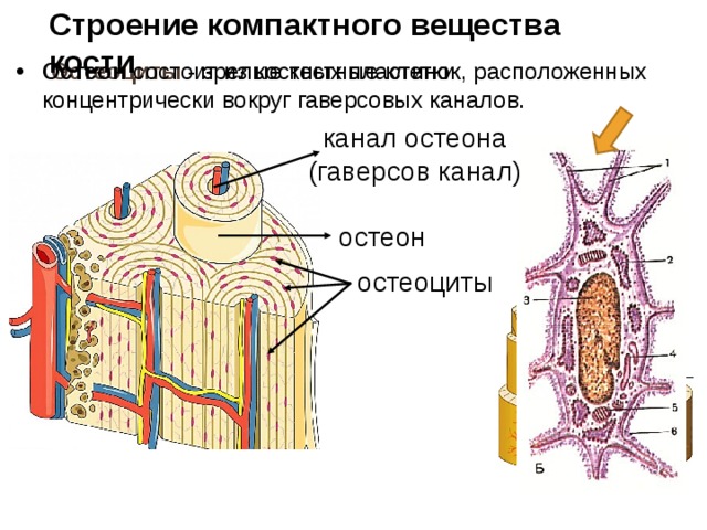 Компактное вещество находится