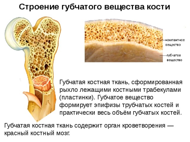 Функции костной ткани в организме. Строение губчатого вещества кости. Губчатое вещество кости гистология. Губчатая кость и компактная кость. Состав губчатого вещества кости.