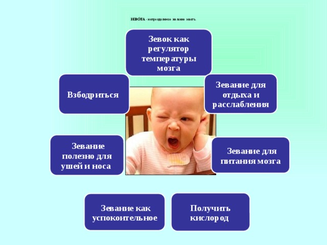  ЗЕВО́ТА - непреодолимое желание зевать.   Зевок как регулятор температуры мозга Зевание для отдыха и расслабления Взбодриться   Зевание полезно для ушей и носа   Зевание для питания мозга Получить кислород   Зевание как успокоительное 