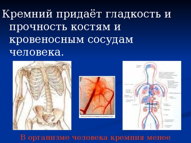 Кремний придаёт гладкость и прочность костям и кровеносным сосудам человека. В организме человека кремния менее 0,01% по весу. 