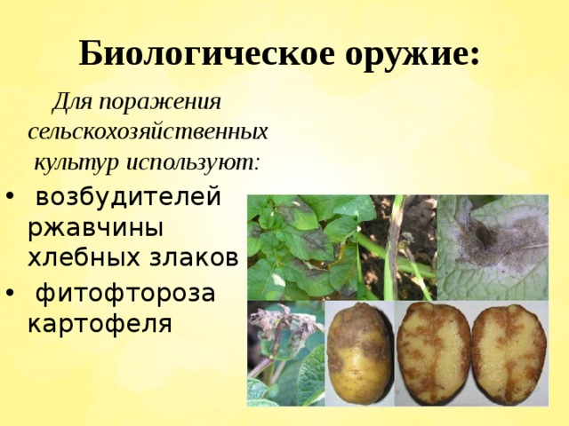 Биологическое оружие: Для поражения сельскохозяйственных культур используют:  возбудителей ржавчины хлебных злаков  фитофтороза картофеля 