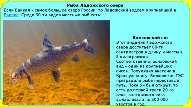 Все виды рыб ладожского озера