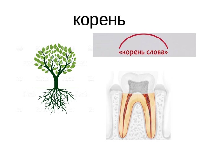 Рисунок корень слова