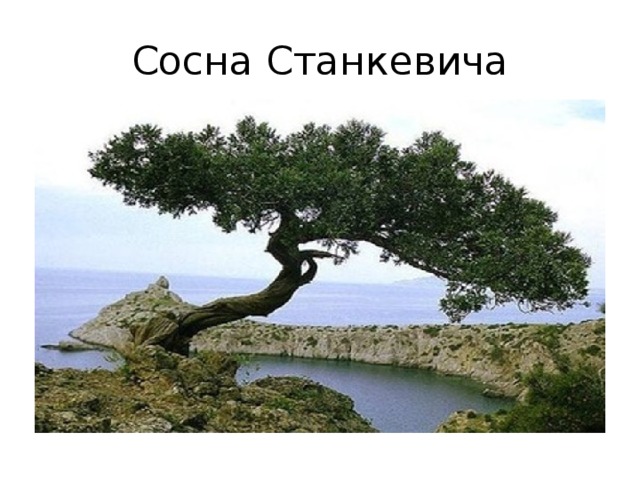 Сосна станкевича