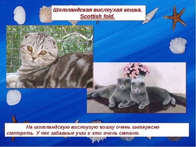 презентация по теме "Селекция" "Породы кошек"