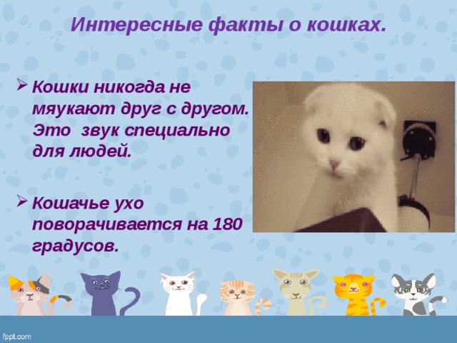 Презентация про котят