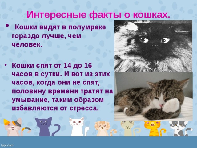 Факты о котиках
