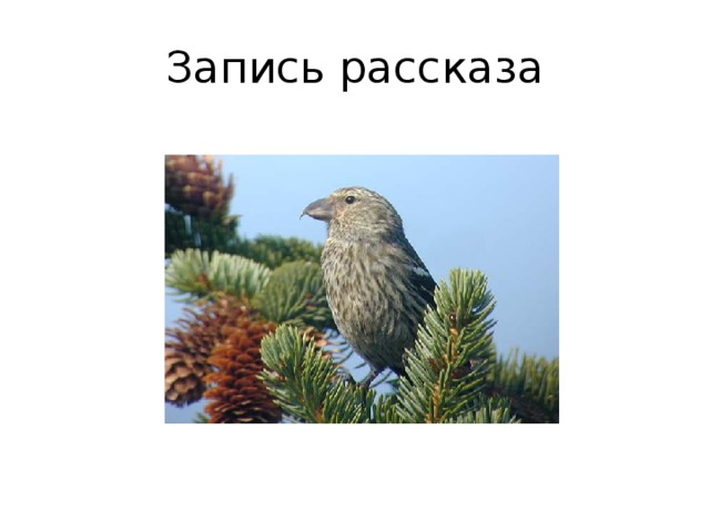 Запись рассказа 