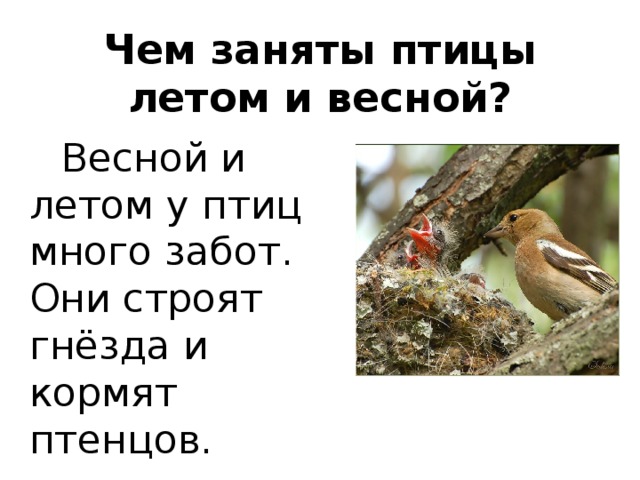 Чем заняты птицы летом и весной?  Весной и летом у птиц много забот. Они строят гнёзда и кормят птенцов. 