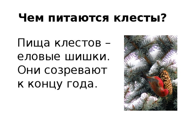 Чем питаются клесты? Пища клестов – еловые шишки. Они созревают к концу года.   