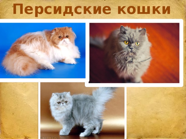 Персидские кошки 