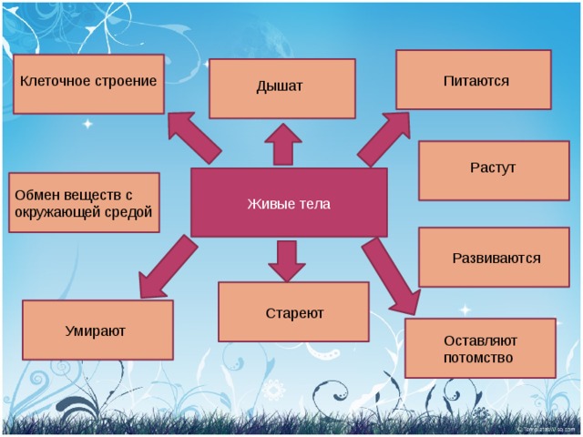 Питаются Клеточное строение Дышат Растут Живые тела Обмен веществ с окружающей средой Развиваются Стареют Умирают Оставляют потомство 