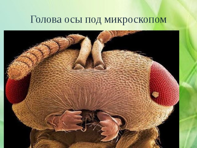 Голова осы под микроскопом 