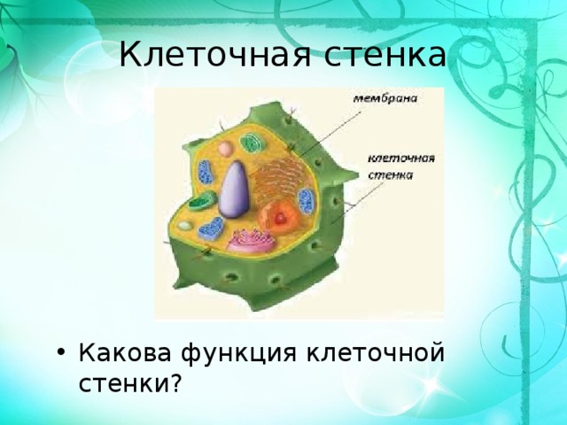Клеточная стенка 5 класс. Функции клеточной стенки. Каковы функции клеточной стенки?. Клеточная стенка животной клетки.