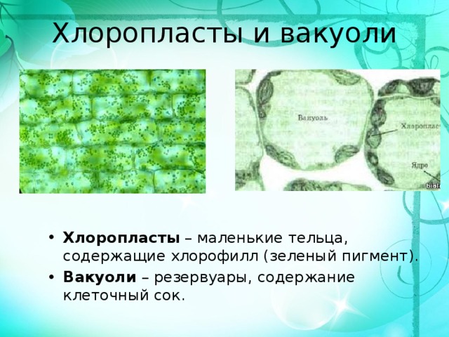Клеточный сок вакуолей содержит. Хлоропласты и вакуоли. Маленькие зелёные тельца в клетках растений. Вакуоль хлоропласты растительной клетки. Хлоропласты в растительной клетке.