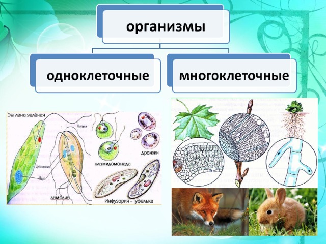 Многоклеточные организмы схема