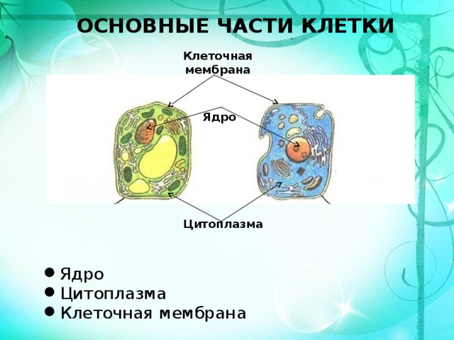 Ядро цитоплазма клеточная мембрана