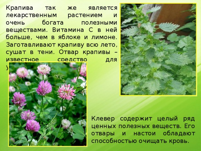 Крапива так же является лекарственным растением и очень богата полезными веществами. Витамина С в ней больше, чем в яблоке и лимоне. Заготавливают крапиву всю лето, сушат в тени. Отвар крапивы – известное средство для укрепления волос. Клевер содержит целый ряд ценных полезных веществ. Его отвары и настои обладают способностью очищать кровь. 