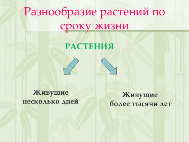 Разнообразие растений по сроку жизни РАСТЕНИЯ Живущие несколько дней Живущие более тысячи лет 