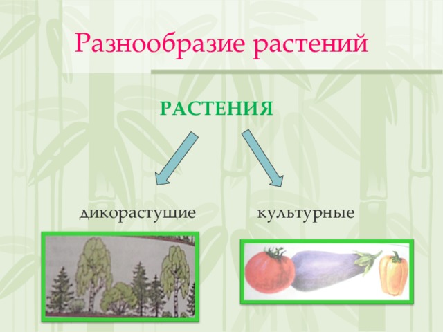Разнообразие растений РАСТЕНИЯ дикорастущие культурные 