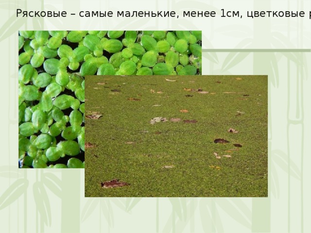 Рясковые – самые маленькие, менее 1см, цветковые растения 